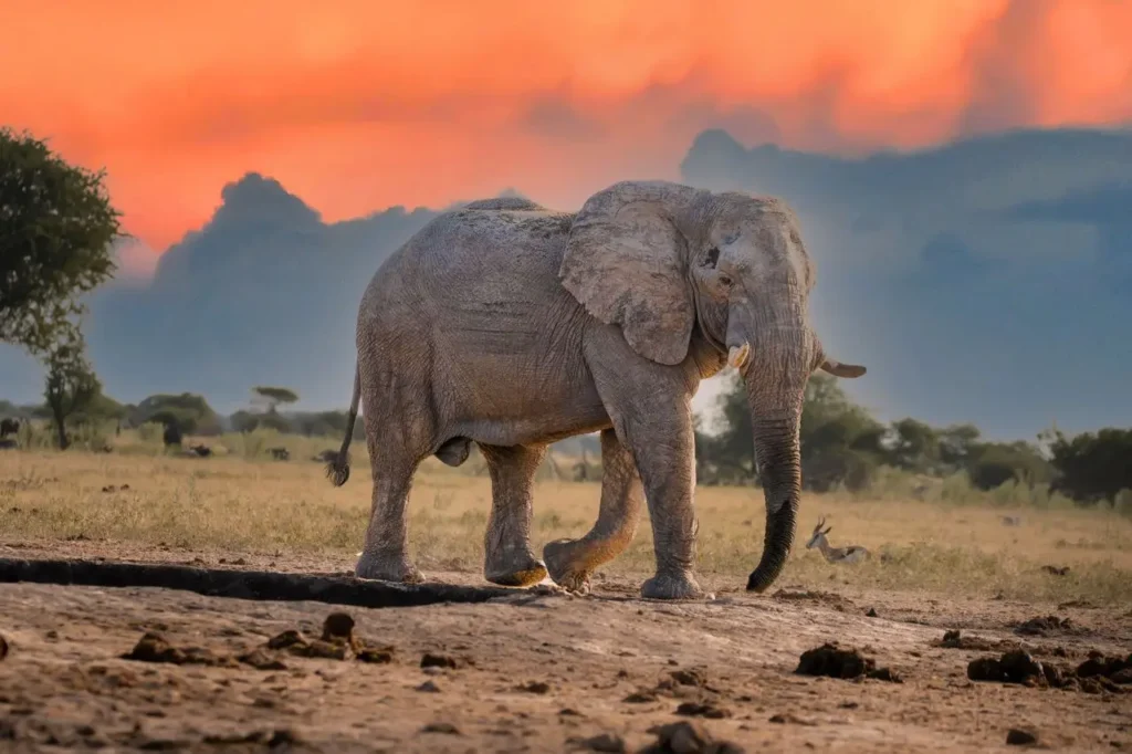 africa trip