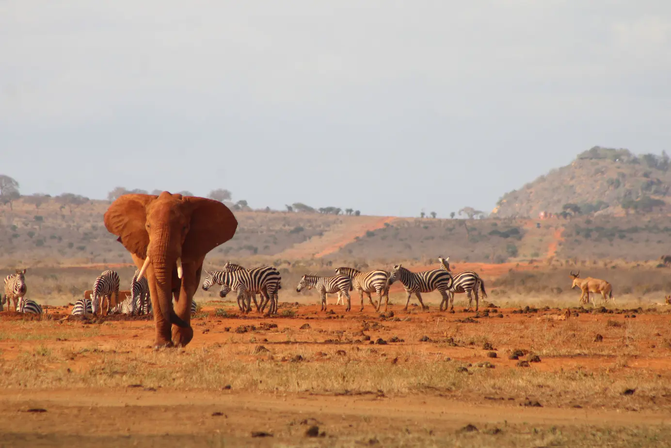 kenya